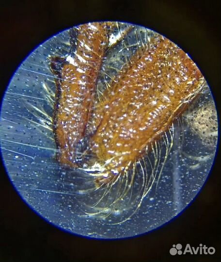 Микроскоп детский