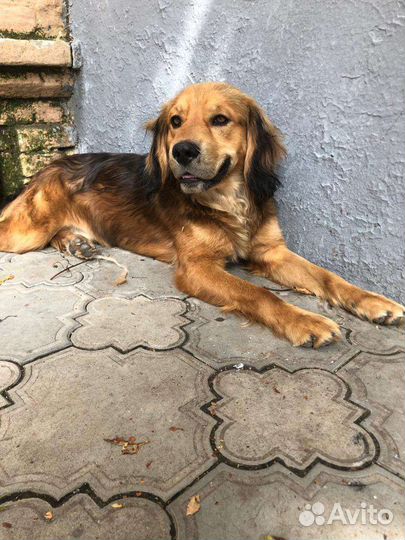 Фокс метис спаниеля