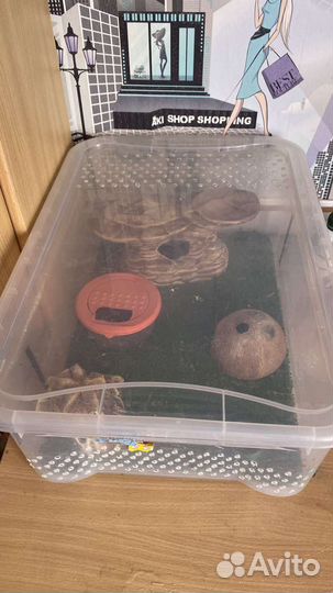 Эублефар с готовыми условиями