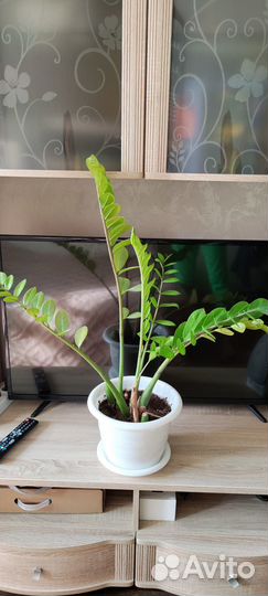 Продам замиокулькас