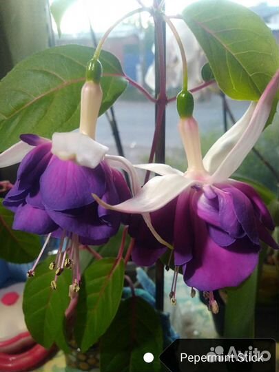 Кустики фуксий подрощеные