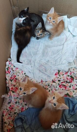 Котятки 1,5 мес, есть рыжики)