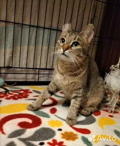 Кошка Зайчуха 7 месяцев., стерелизованна