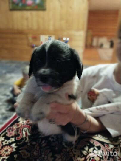 Щенки спаниеля