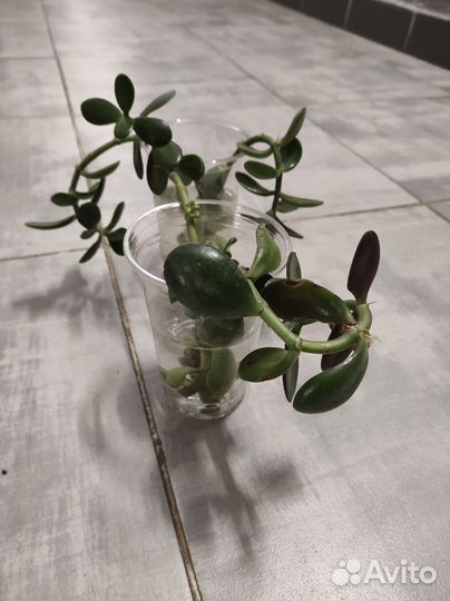 Комнатные цветы денежное дерево