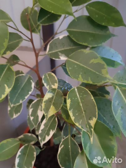 Фикус Бенджамина
