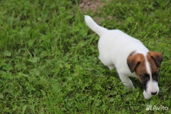 Щенки г/ш фокстерьера