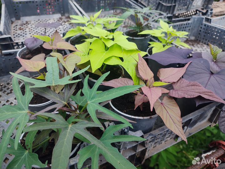 Ипомея батат колеус вегетативный петуния ампельная