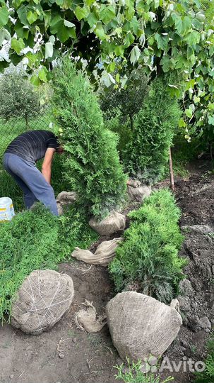 Туя колумна,смарагд