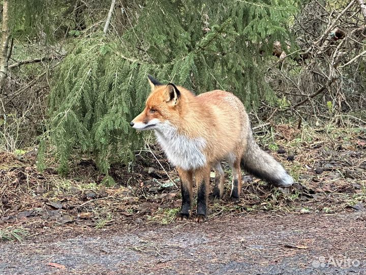 Экскурсии на Куршскую косу Ваш Гид