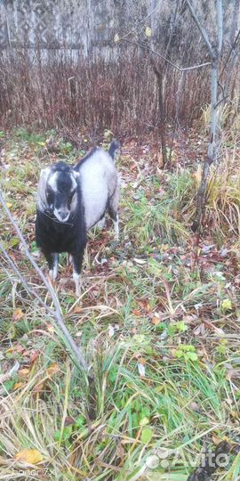 Козочки козлики альпийские нубийские камори