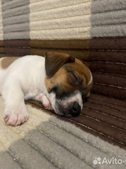 Щенки джек рассел терьер мальчик