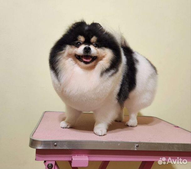 Шпиц груминг