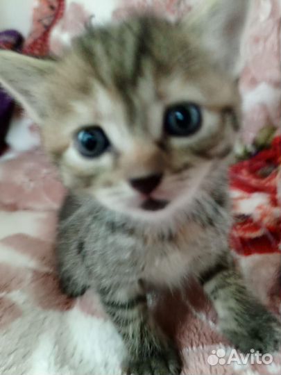 Милейшие котята