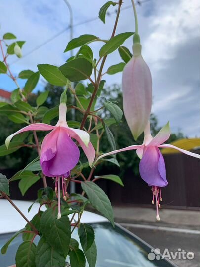 Фуксии махровые, сортовые