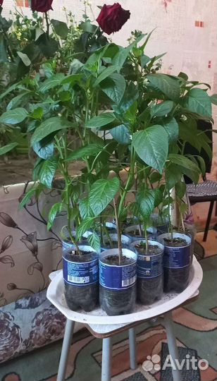 Рассада болгарского красного сладкого перца