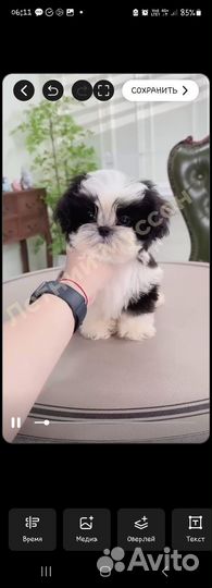 Мальчик Ши-тцу Китай