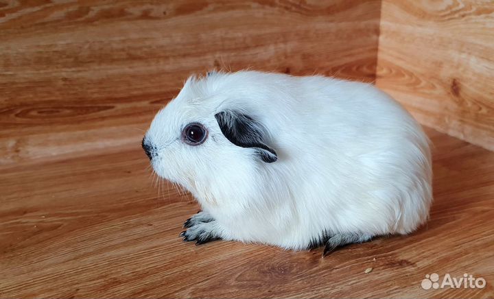 Морская свинка. Девочка