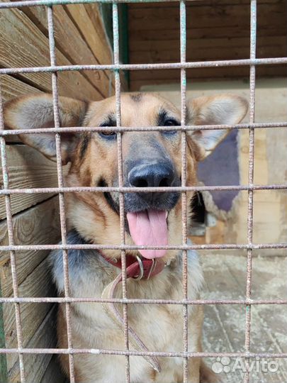 Идеальная собака-друг Забава местает обрести семью