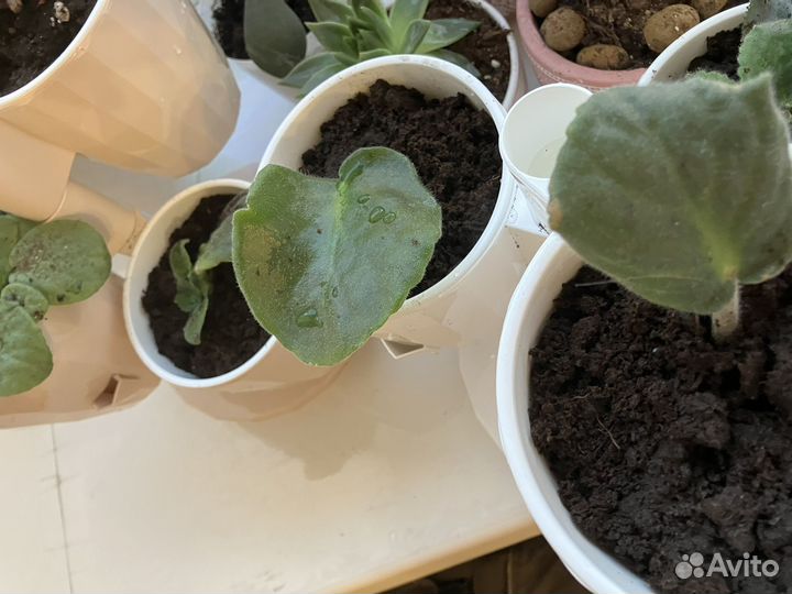 Фиалки,сукуленты