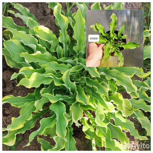 Хосты сортовые