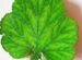 Гербарий листья сухие 16-18-20 см