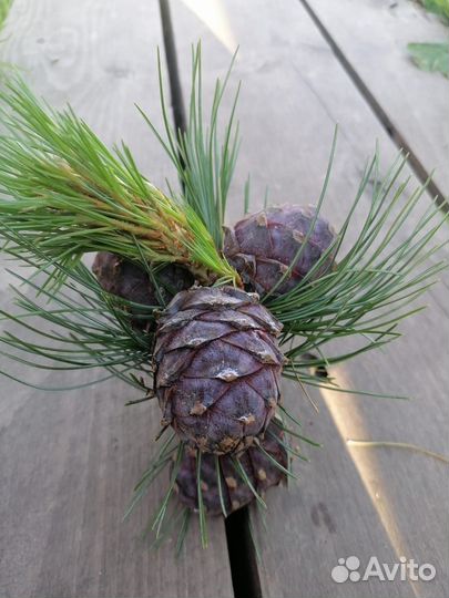 Приглашаем сотрудников на сбор кедровой шишки