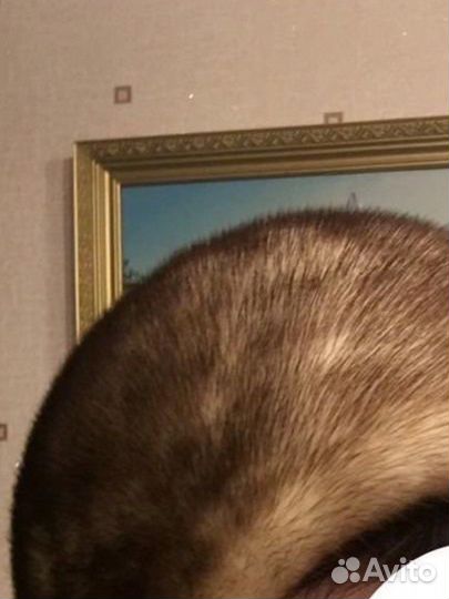 Шапка норка волк