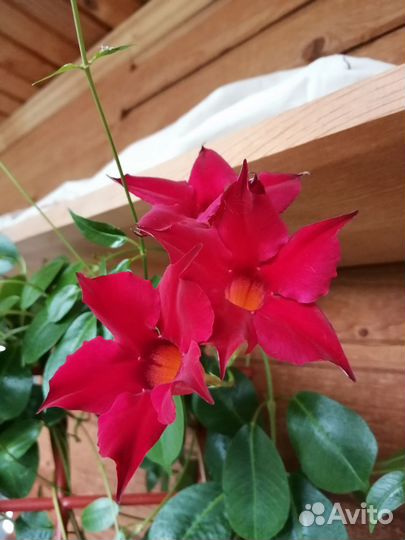 Дипладения