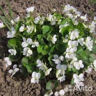 Цветы садовые многолетники