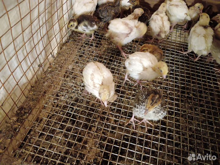 Перепела Техасс, Селадон