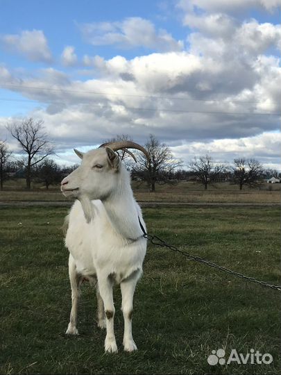 Коза дойная молочная