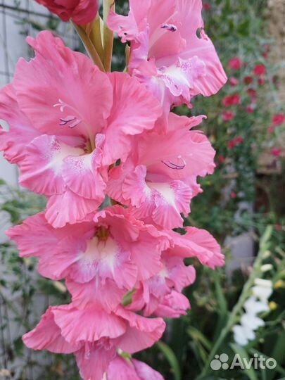 Гладиолусы луковицы