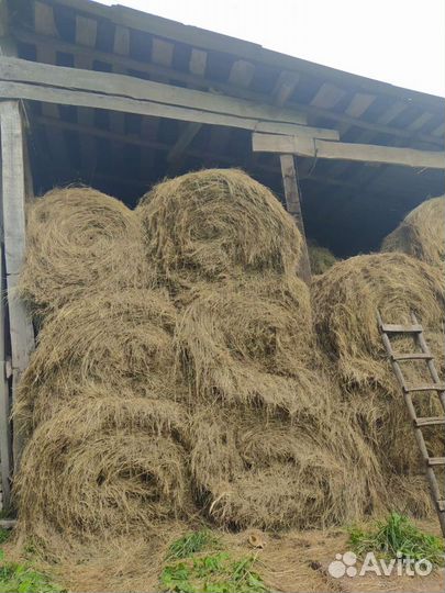 Сено в рулонах 2023