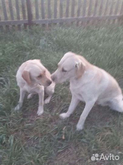 Щенки Лабрадора