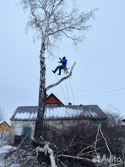 Спил, опиливание деревьев, спилить дерево