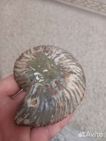 Аммонит срез окаменнелость
