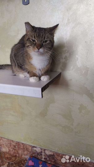 Кошки в добрые руки бесплатно