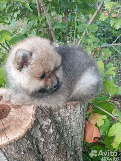 Шпиц- две Очаровашки