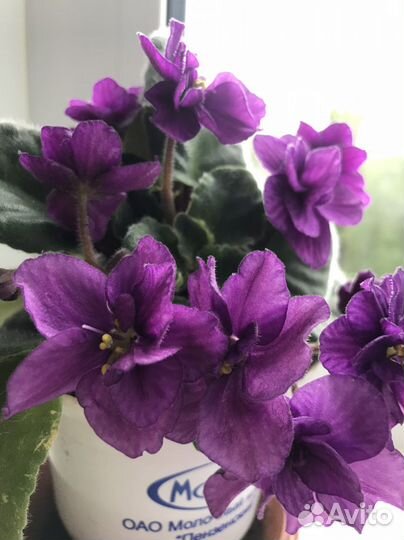 Фиалка сортовая