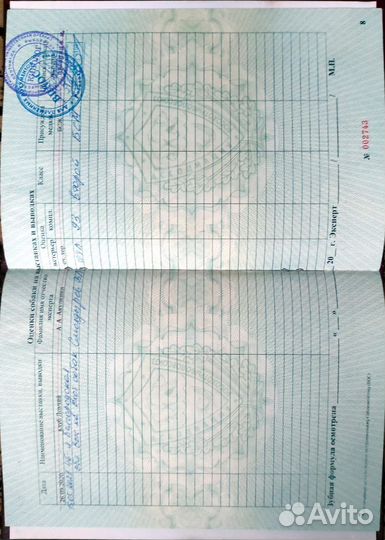 Щенки дратхаара