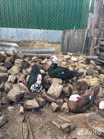 Селезень индоутки