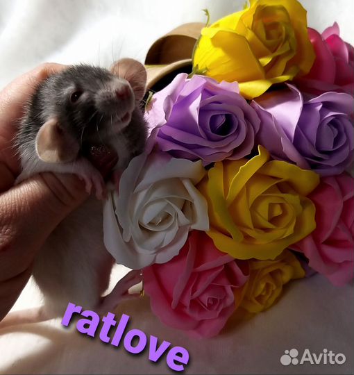 Крысята дамбо от ratlove
