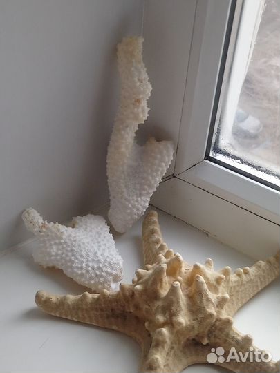 Кораллы морские и Морская звезда