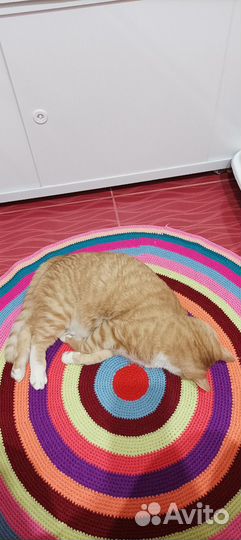 Кот Мурзик