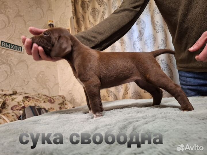 Щенки курцхаара