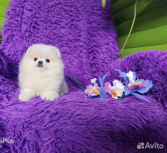 Мини парня пома, бебифейс, мишка, доставка