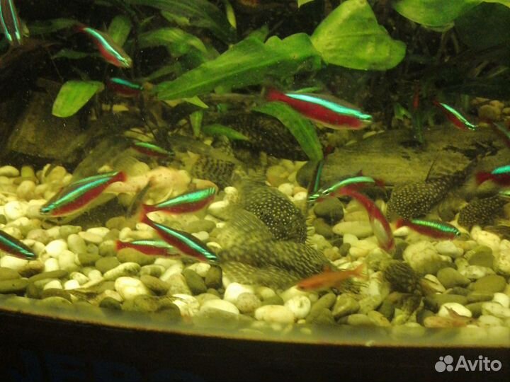 Аквариумные рыбы
