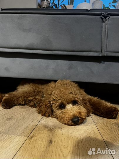 Малый пудель мальчик