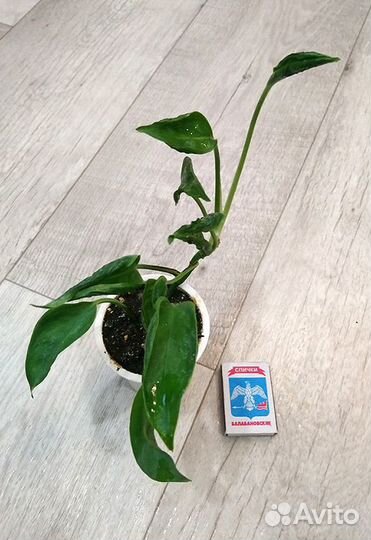 Филодендрон, Эпипремнум, Сингониум, Сциндапсус